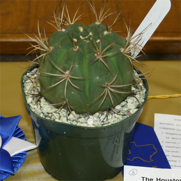 Best Novice Cactus