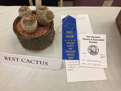 best cactus