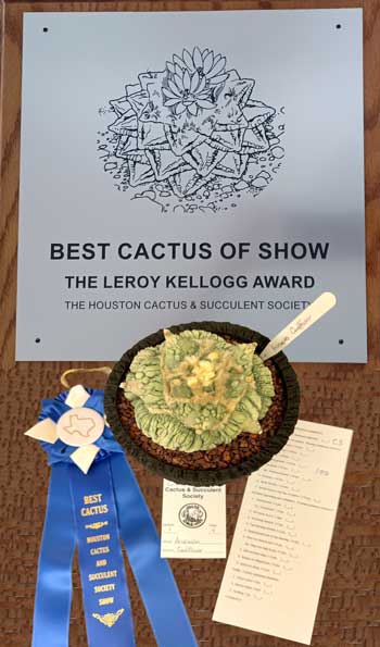 best cactus